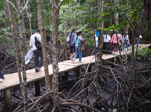 Pathway through the mangrove swamp