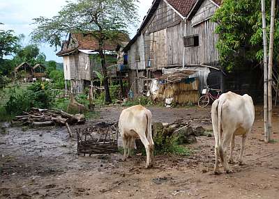 Houses with cows